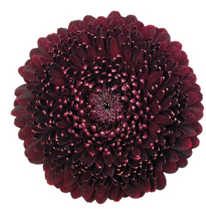 GE POMPONI BL PEARL