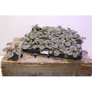 arr8 Pep Al Piccolo Banda