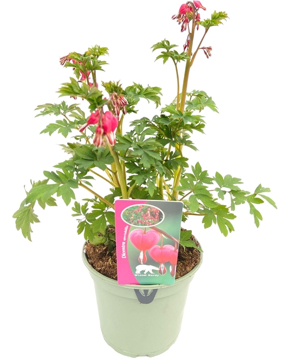 <h4>Dicentra spectabilis</h4>