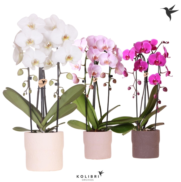 <h4>Kolibri Orchids Cascade Niagara Fall mix 2 spike in Rustic pot mix</h4>