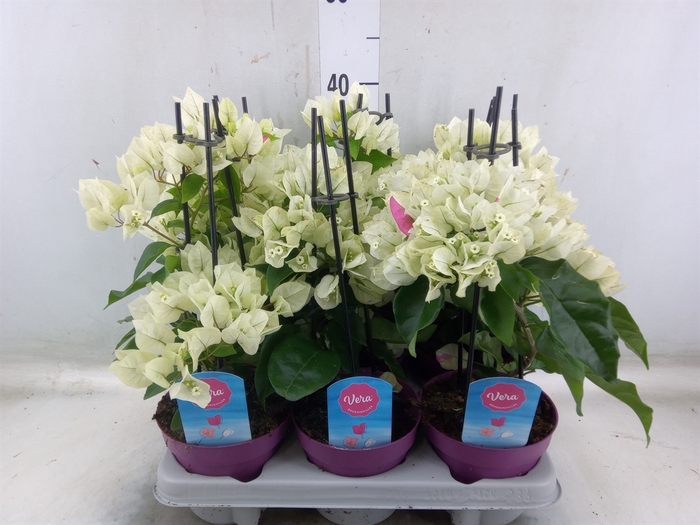 <h4>Bougainvillea   ...</h4>