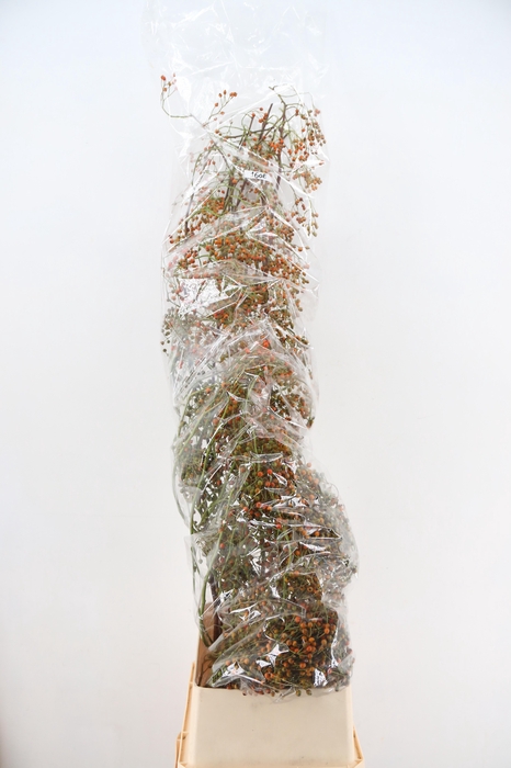 <h4>ROSA CORALLO ORANGE EXTRA 160CM</h4>