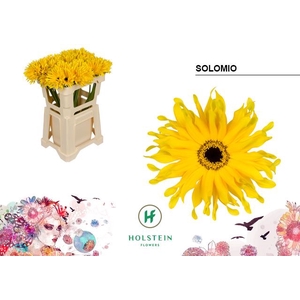 Gerbera Gerpasta Solomio