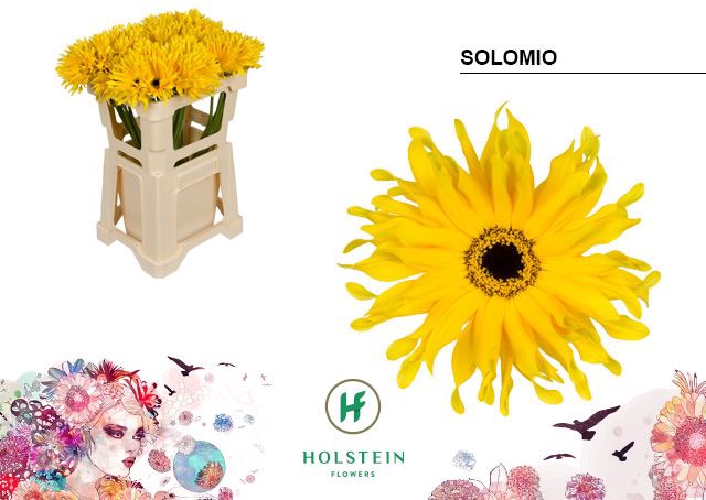 <h4>Gerbera Gerpasta Solomio</h4>