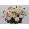 Dahlia Pink Pearl