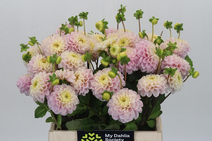 Dahlia Pink Pearl