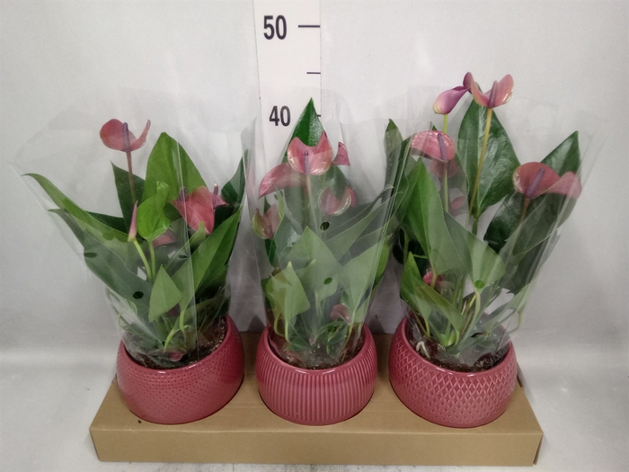 <h4>Anthurium andr. 'Pure Purple'</h4>