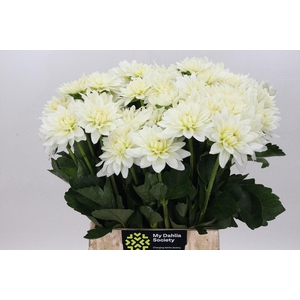 Dahlia Karma M. Zwaan