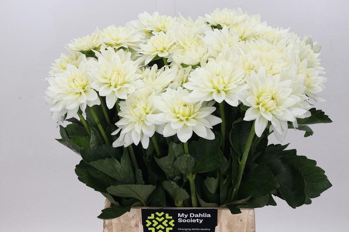 <h4>Dahlia Karma M. Zwaan</h4>