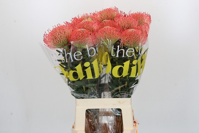 <h4>Nutans Ayoba Pink</h4>