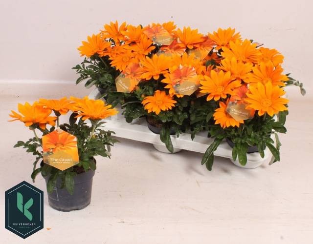 <h4>GAZ R GI DEEP ORANGE</h4>