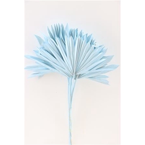 Dried Palm Sun 6pc Aqua Blue Bunch