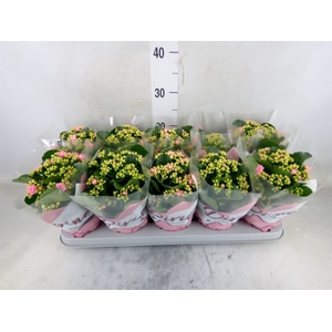Kalanchoe blos. 'Perfecta Pink'