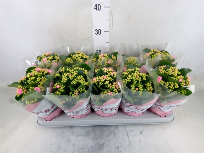 <h4>Kalanchoe blos. 'Perfecta Pink'</h4>