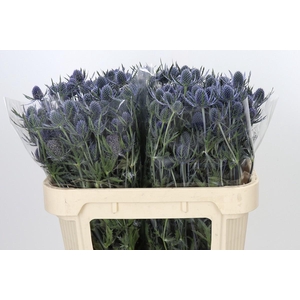 Eryngium Blue Dynamite
