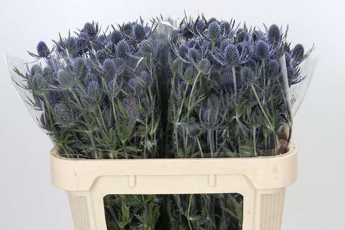<h4>Eryngium Blue Dynamite</h4>