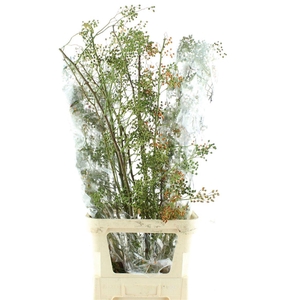 Rosa Corallo Green Orange