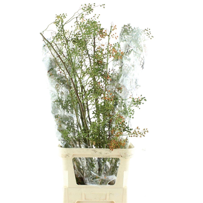 <h4>Rosa Corallo Green Orange</h4>