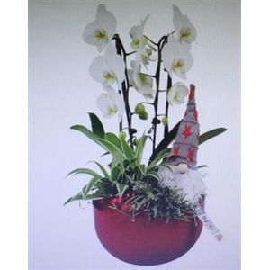 7241 Phal. Red Keramiek