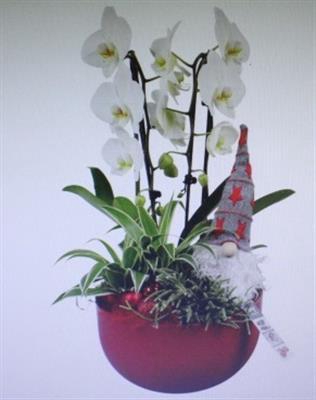 <h4>7241 Phal. Red Keramiek</h4>