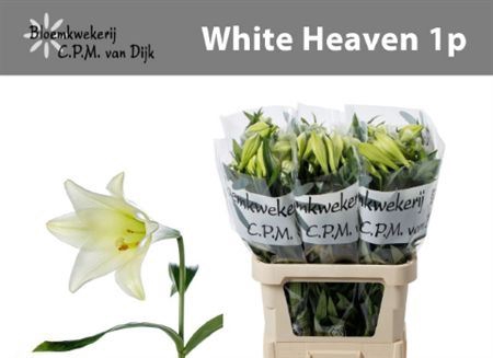 <h4>Li Lf White Heaven</h4>