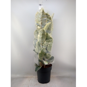 Ficus elastica 'Tineke'