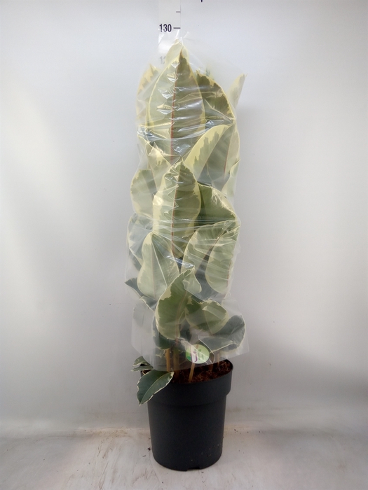 <h4>Ficus elastica 'Tineke'</h4>