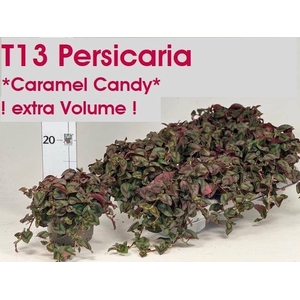 PERSI CAPITATA