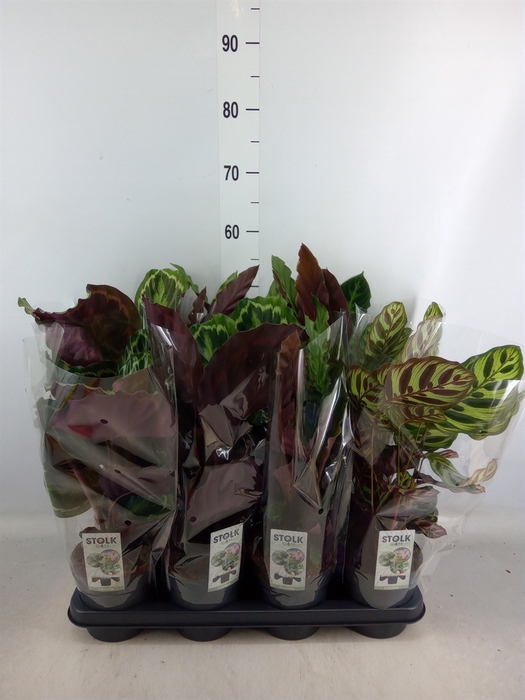 <h4>Calathea   ...mix 4</h4>