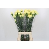 Dianthus St Hermes