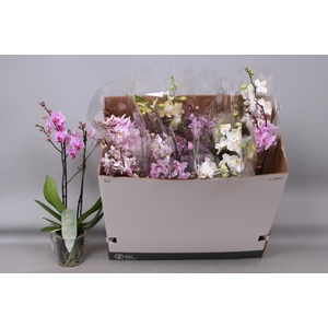 PHAL MF GEM 5 KL