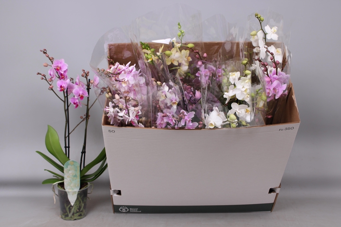 <h4>PHAL MF GEM 5 KL</h4>