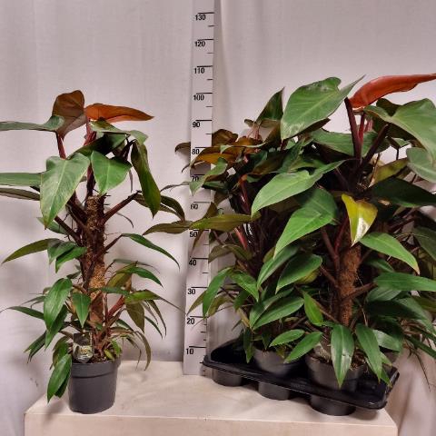 Philodendron Mandaianum 17Ø 85cm