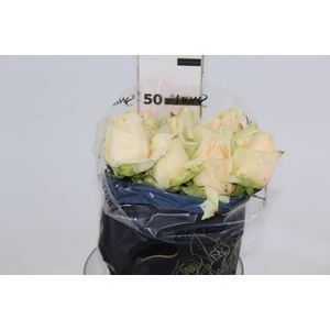 ROSA PEACH AVALANCHE 050 CM ESTUFA