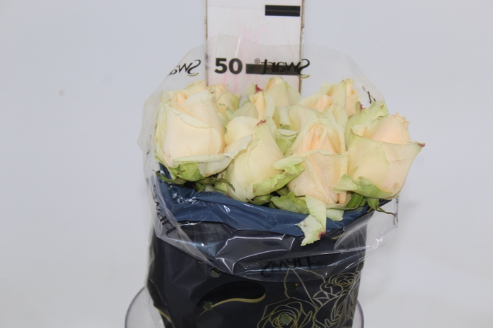 <h4>ROSA PEACH AVALANCHE 050 CM ESTUFA</h4>