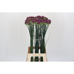 Allium Sphaerocephalon