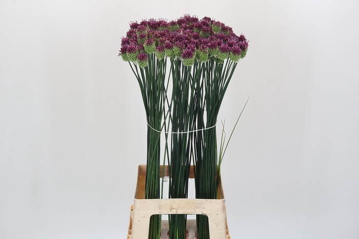 Allium Sphaerocephalon
