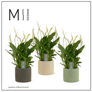 Mimesis Spathiphyllum Bellini -13 cm in Lou - Nature Love