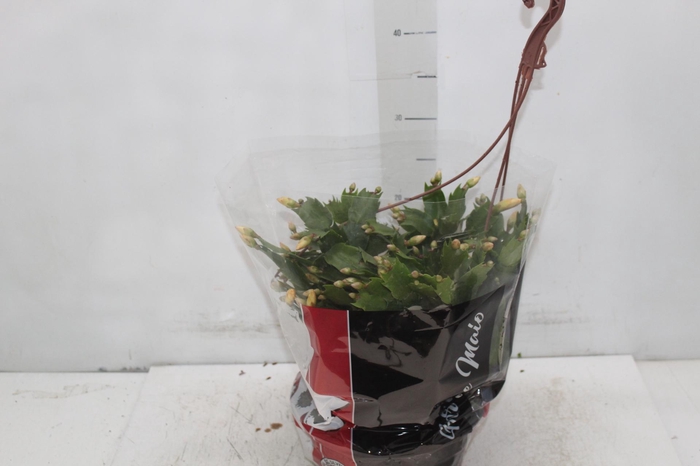 <h4>FLOR DE MAIO C21</h4>