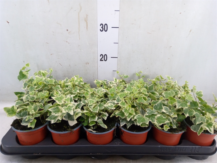 <h4>Hedera helix 'White Wonder'</h4>