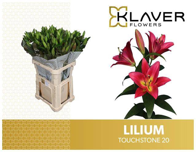 <h4>Li Or Touchstone 2 Kop Klaver</h4>