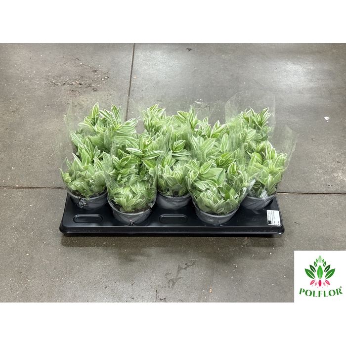 <h4>Tradescantia White Clone 12Ø 15cm</h4>
