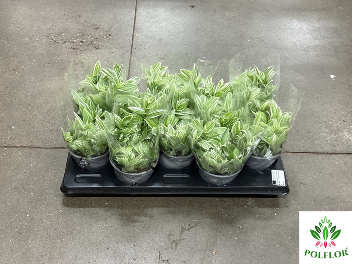 Tradescantia White Clone 12Ø 15cm