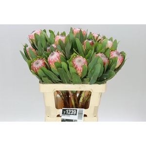 Protea Susara