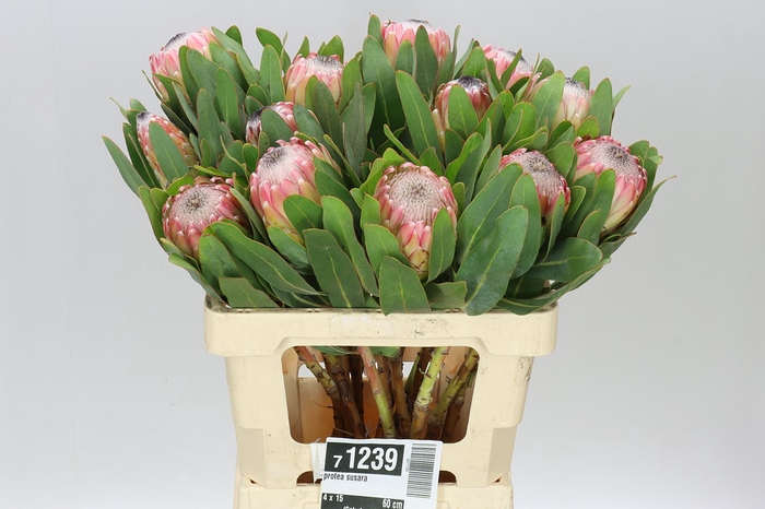 <h4>Protea Susara</h4>