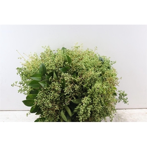 Troene Berry P Bunch