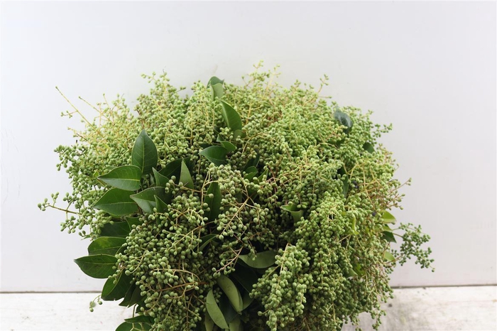 <h4>Troene Berry P Bunch</h4>