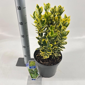 Euonymus japonicus Ovatus Aureus