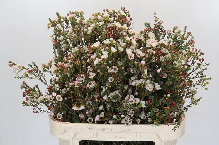 <h4>Chamelaucium Ella</h4>