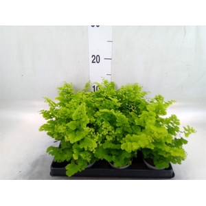 Adiantum raddi. 'Fritz-Luthi'